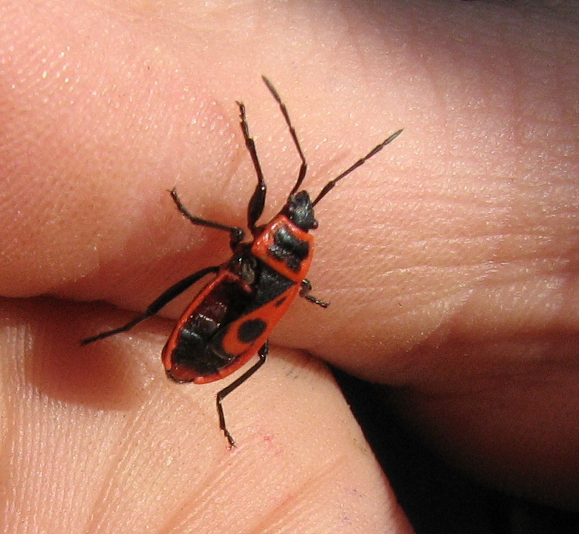 Pyrrhocoris apterus senza un pezzo....
